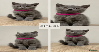 British Shorthair cats - Advert 2