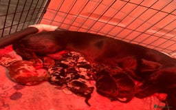 Dachshund dogs for sale: Miniature Dachshund Puppies  - Image 7