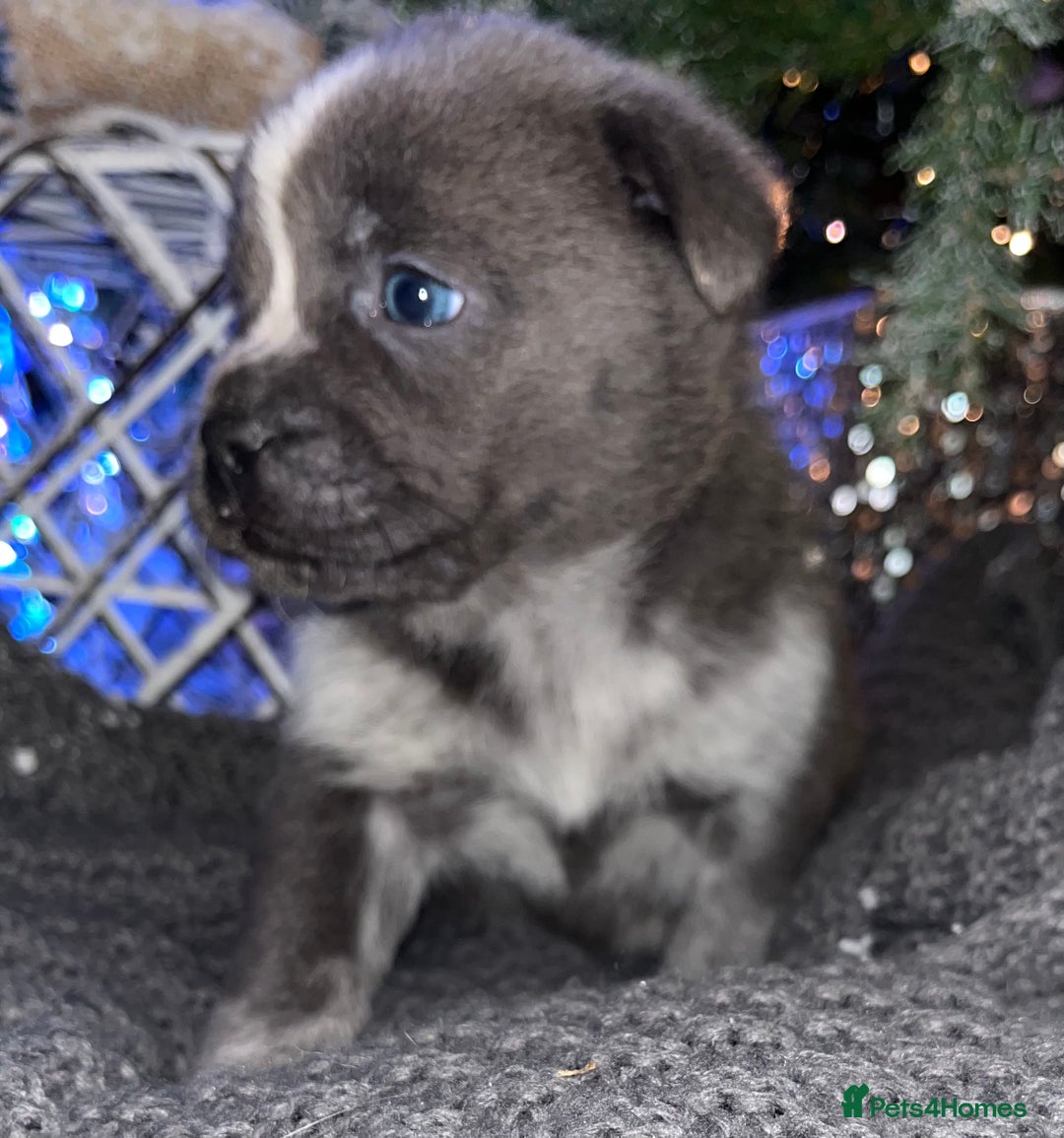 Mixed Breed dogs for sale: 5 frow frow puppies! 😍 - Advert 7