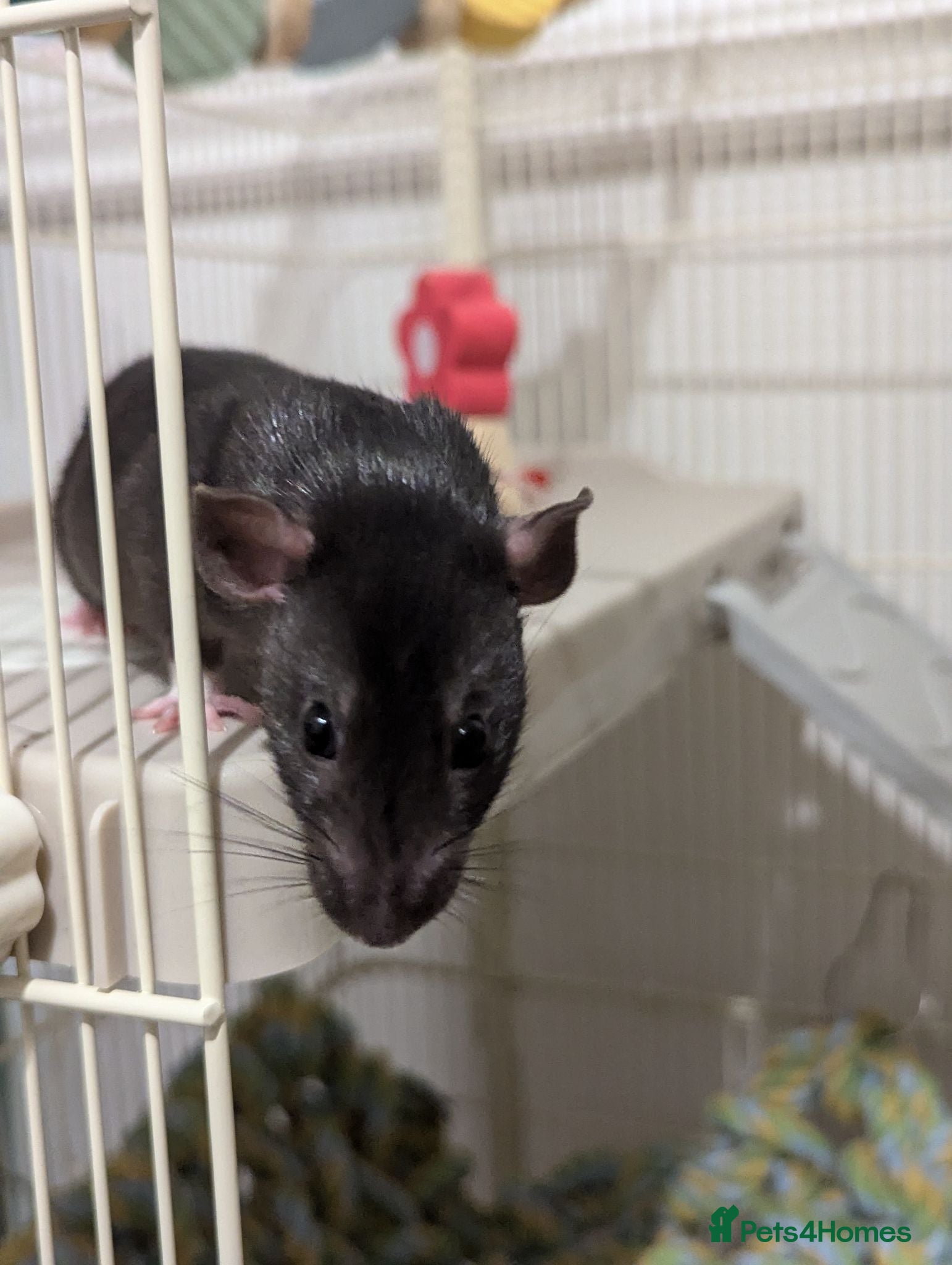 Rat rodents Gorgeous and super friendly girls - Advert 2