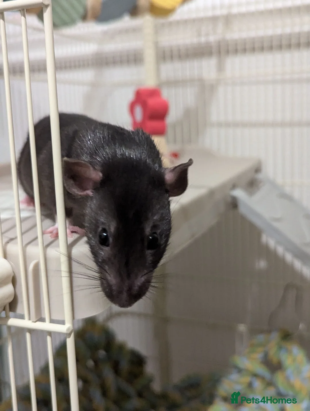 Rat rodents for sale: Gorgeous and super friendly girls in Burton-on-Trent - Advert 2