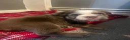 English Bulldog dogs for sale: British bull dog  in Liverpool - Advert 7