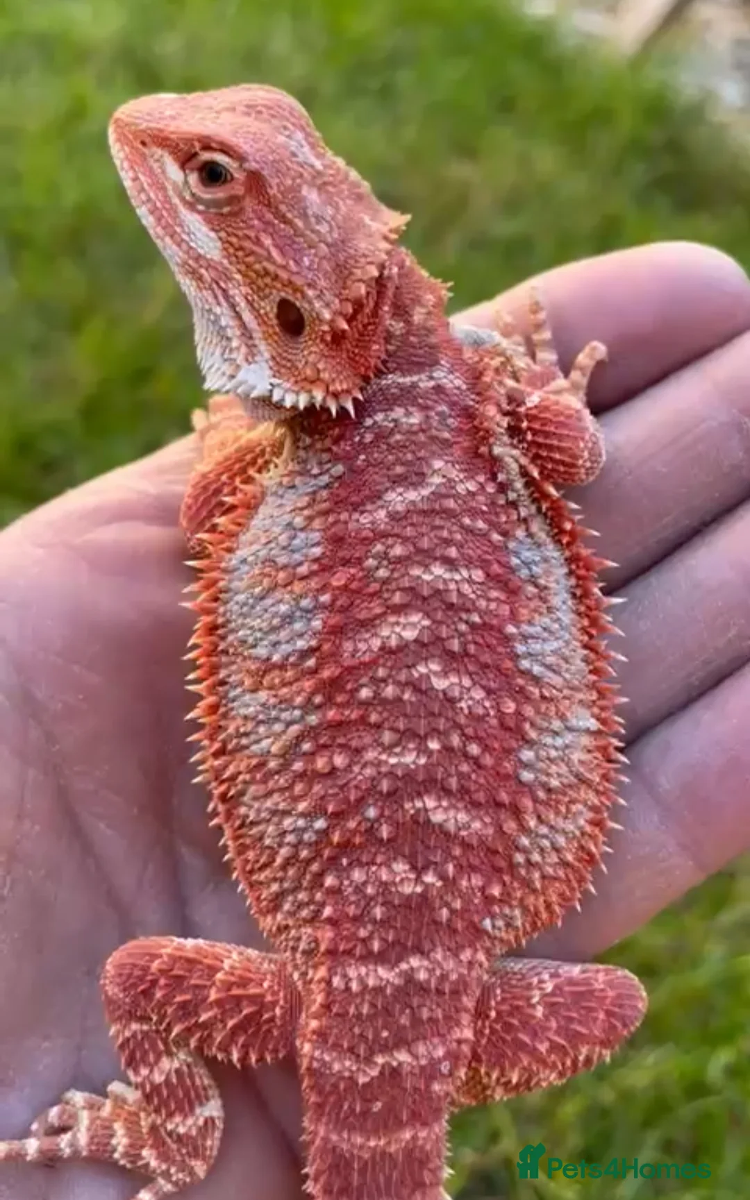Bearded Dragon reptiles for sale: Red Monster Genetic Stripe Zero Hypo Trans License - Advert 6