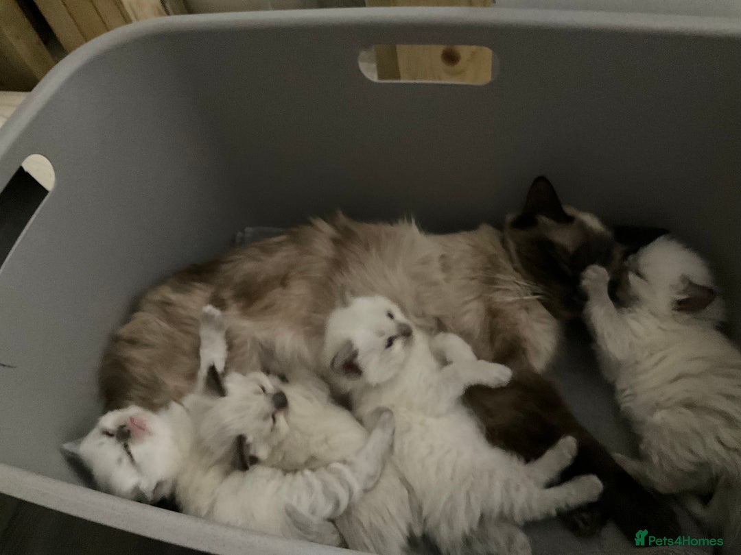 Ragdoll cats for sale: 3 Stunning Ragdoll boys - Image 16