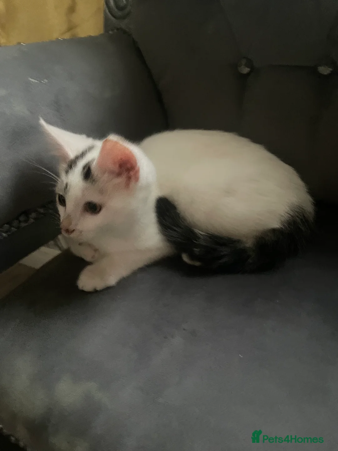 Mixed Breed cats for sale: Kittens for sale bradford - Advert 4