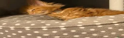 Maine Coon cats for sale: Red Mainecoon  - Advert 4