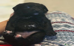 Goldador dogs for sale: Goldador x Labrottie Miniature Puppies for Sale - Advert 15