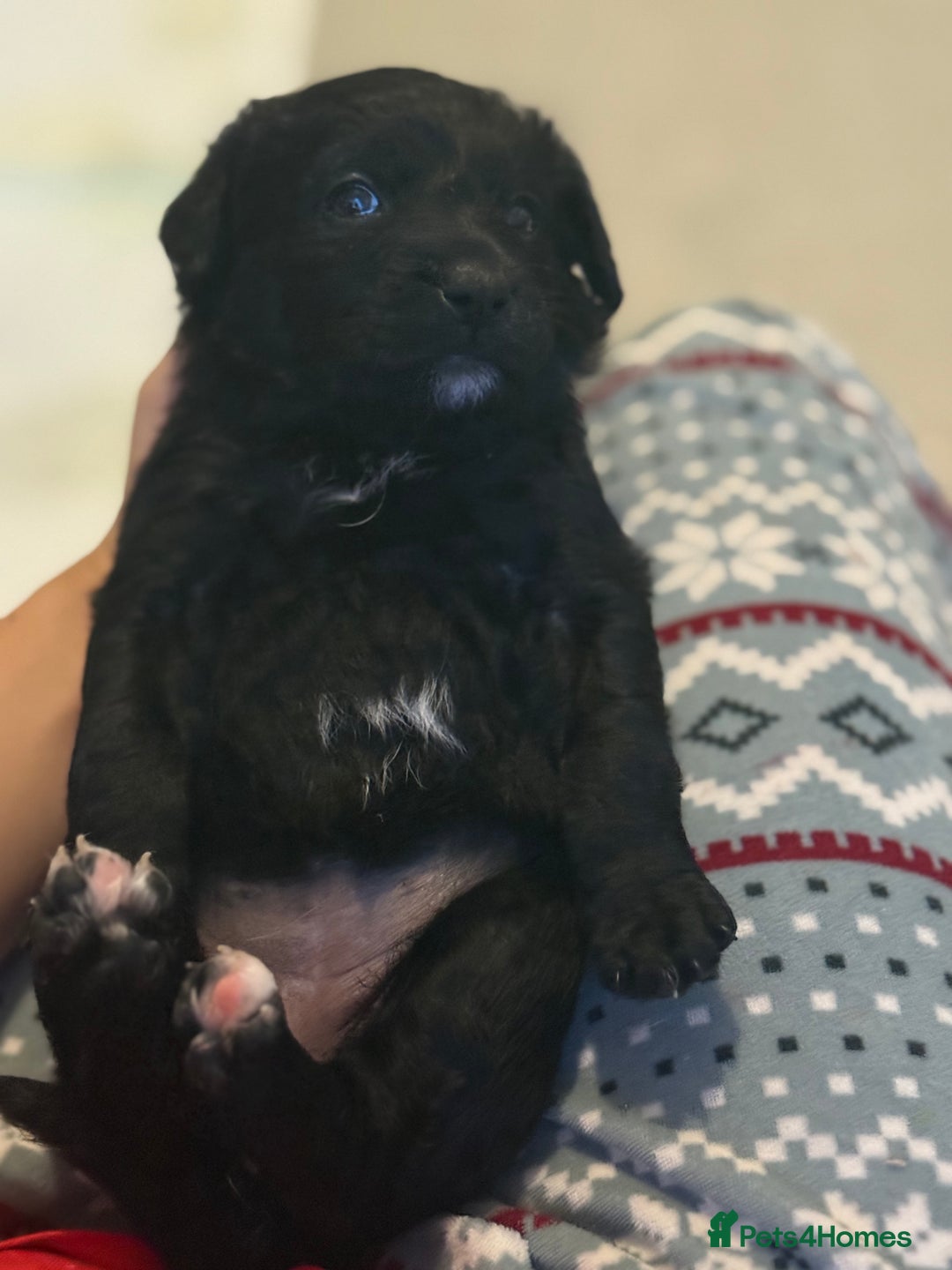 Goldador dogs for sale: Goldador x Labrottie Miniature Puppies for Sale - Advert 15