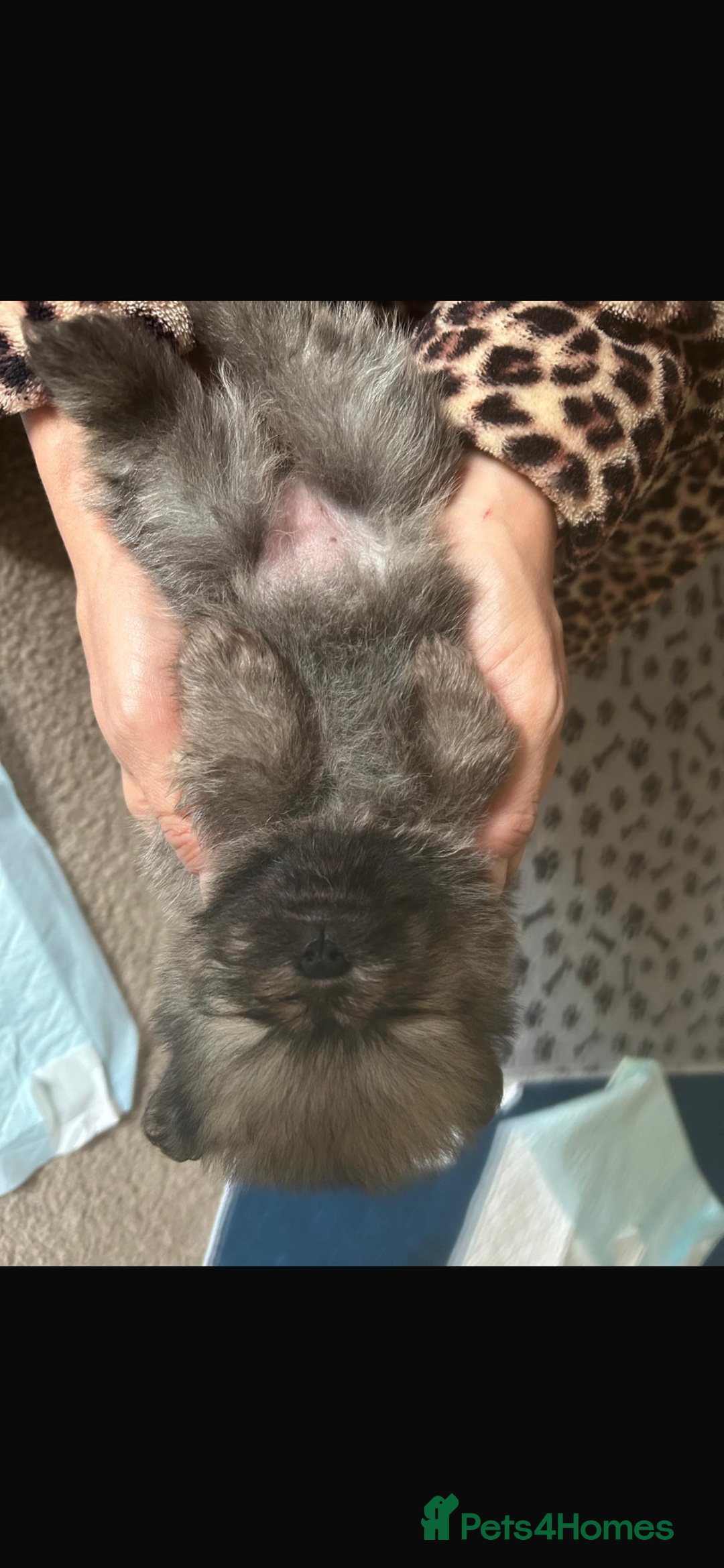 Pomeranian dogs for sale: 5⭐️ 🏆 champion bloodline Pomeranians  - Image 11