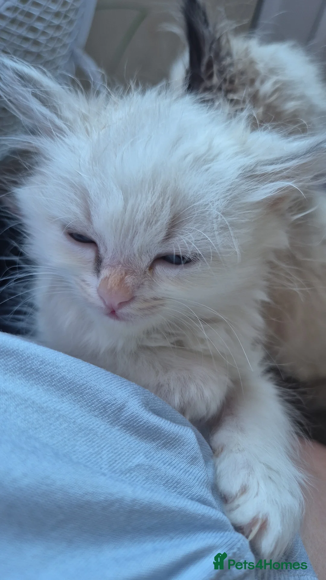 Mixed Breed cats for sale: Ragdoll cross persians  in Sheffield - Advert 7