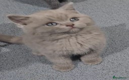 British Shorthair cats for sale: BRITISH SHORT-HAIR KITTENS   - Image 15