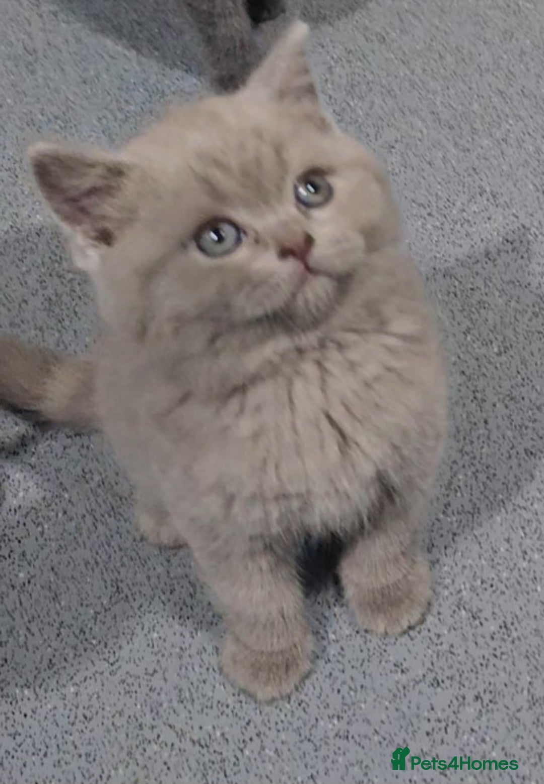 British Shorthair cats for sale: BRITISH SHORT-HAIR KITTENS   - Image 15