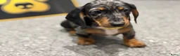 Dachshund dogs for sale: Kc standard dachshund puppy - Advert 7