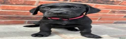 Labrador Retriever dogs for sale: Black KC working Labrador puppies - Advert 2