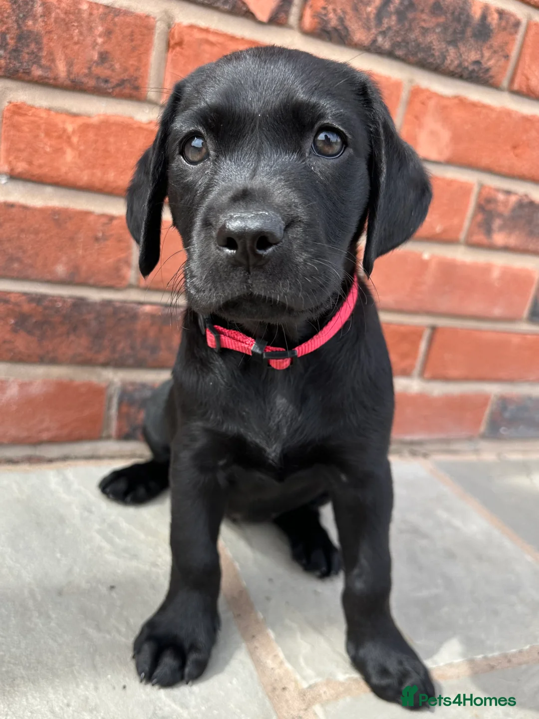 Labrador Retriever dogs for sale: Black KC working Labrador puppies - Advert 2