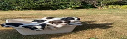 English Springer Spaniel dogs for sale: Championship Bred, Fully Health Tested Workers - Advert 1