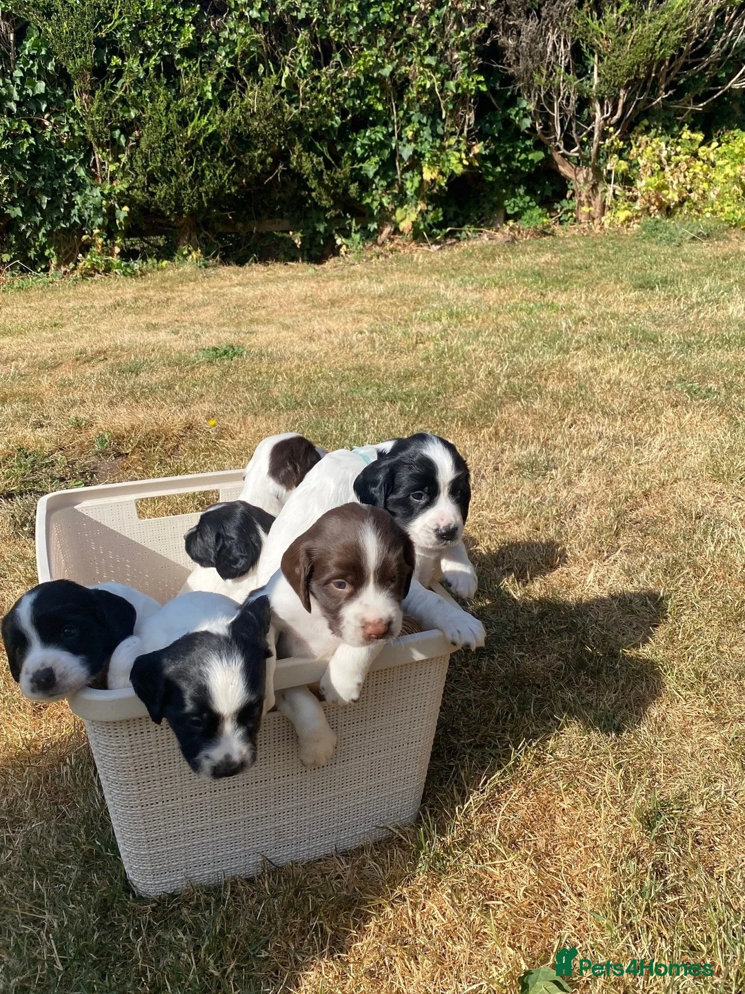 English Springer Spaniel dogs for sale: Championship Bred, Fully Health Tested Workers - Advert 1