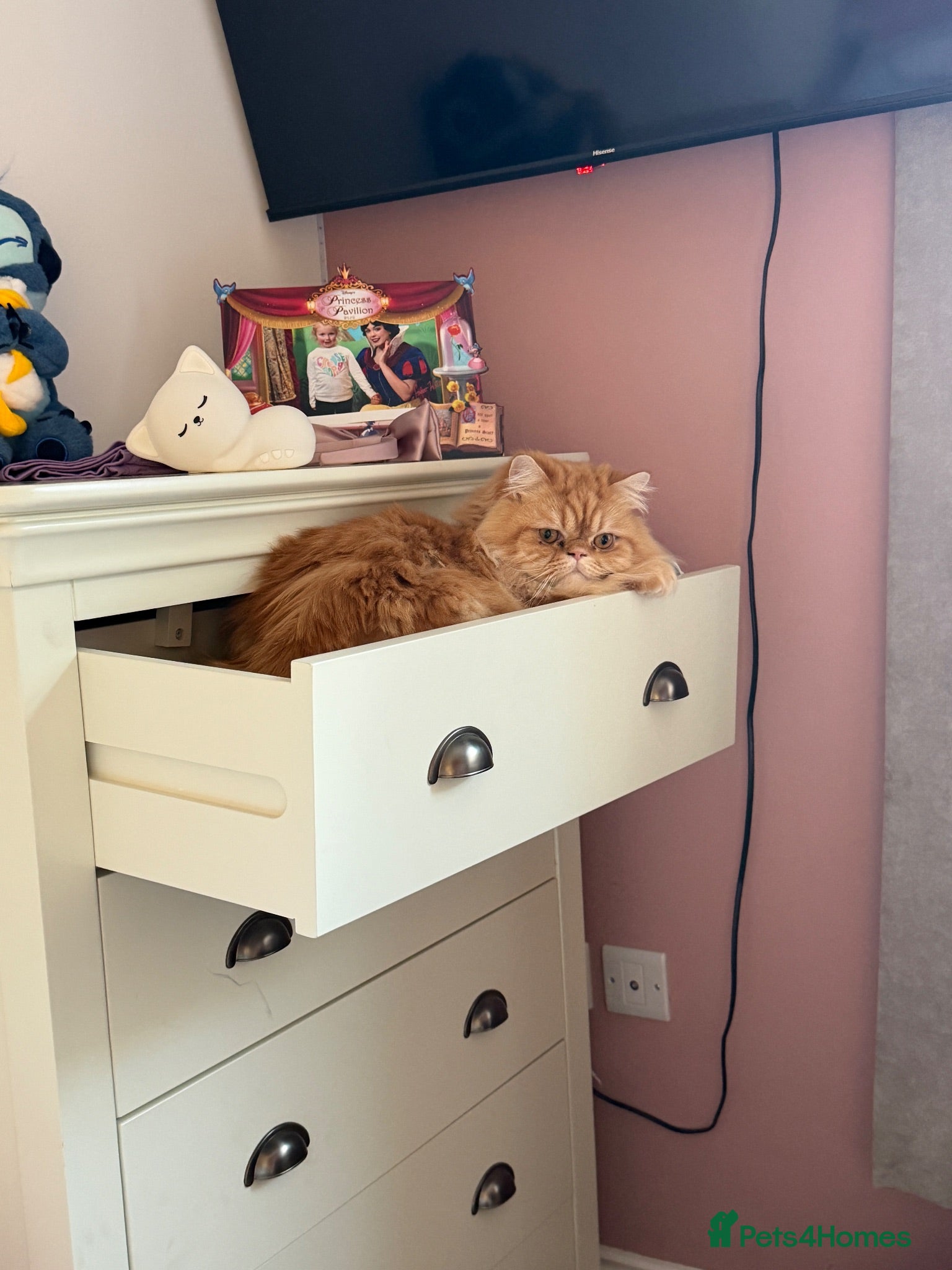 Persian cats Rehoming Male neutered Persian Boy - Advert 7