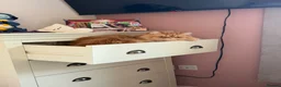 Persian cats for sale: Rehoming Male neutered Persian Boy in March - Advert 1