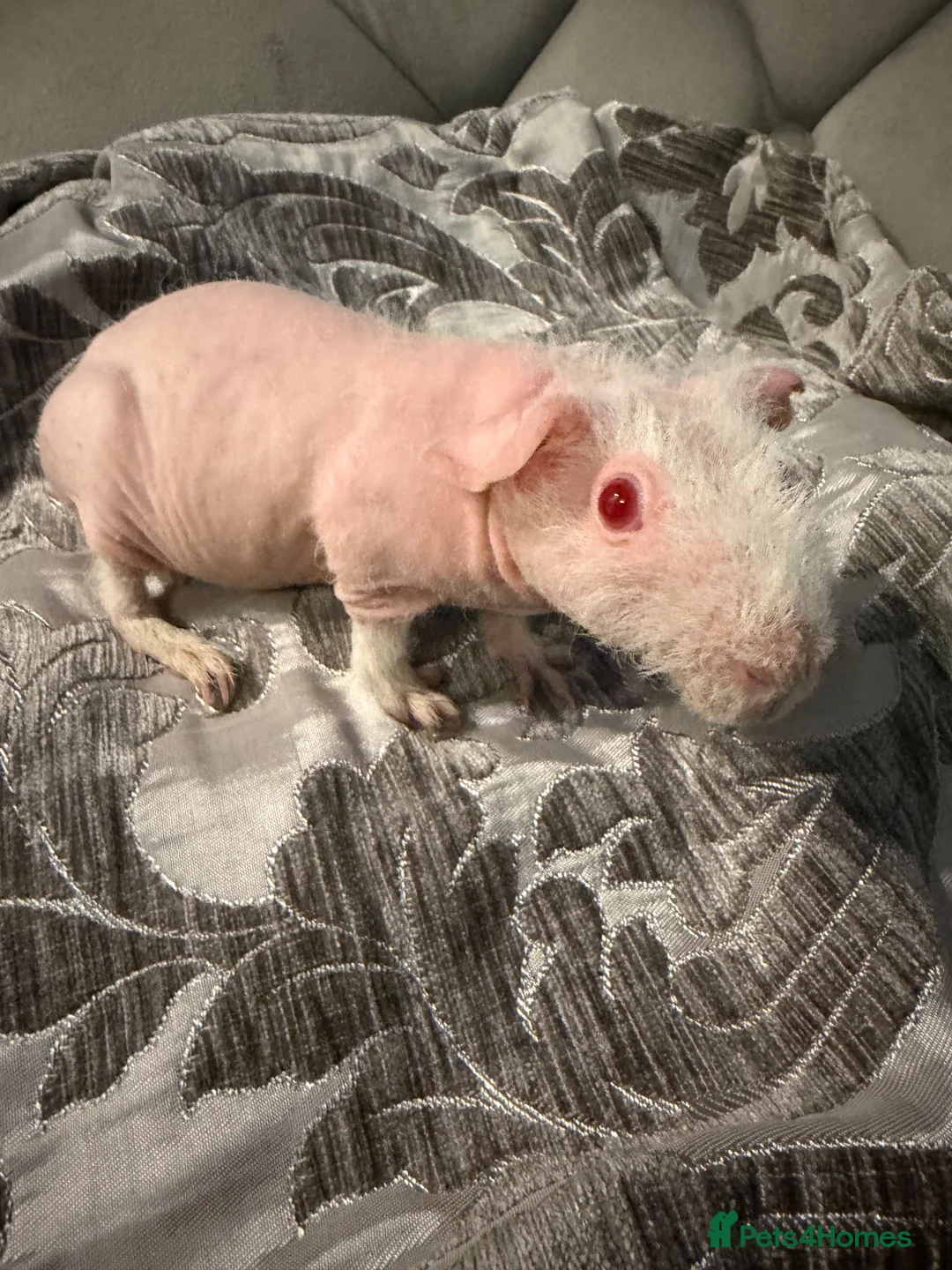 Guinea Pig rodents for sale: Female skinny pigs for sale - Advert 2