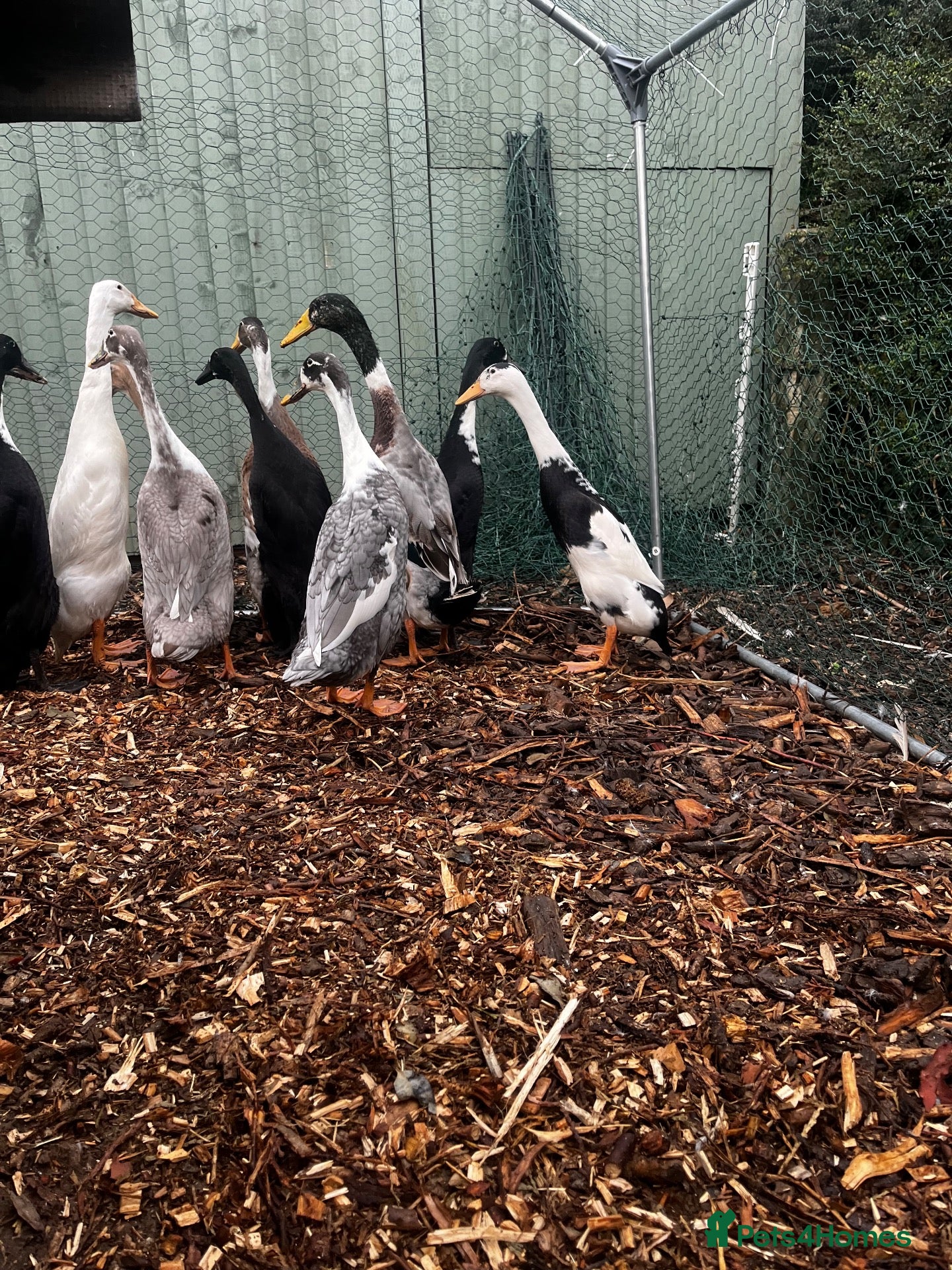 Mixed Breed poultry Runner Ducks and Bantams - Advert 2