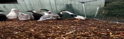 Mixed Breed poultry for sale: Runner Ducks and Bantams - Advert 1