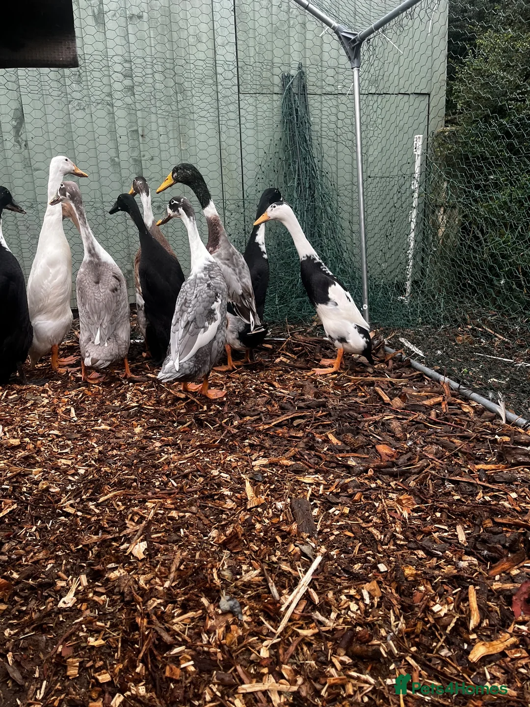 Mixed Breed poultry for sale: Runner Ducks and Bantams - Advert 1