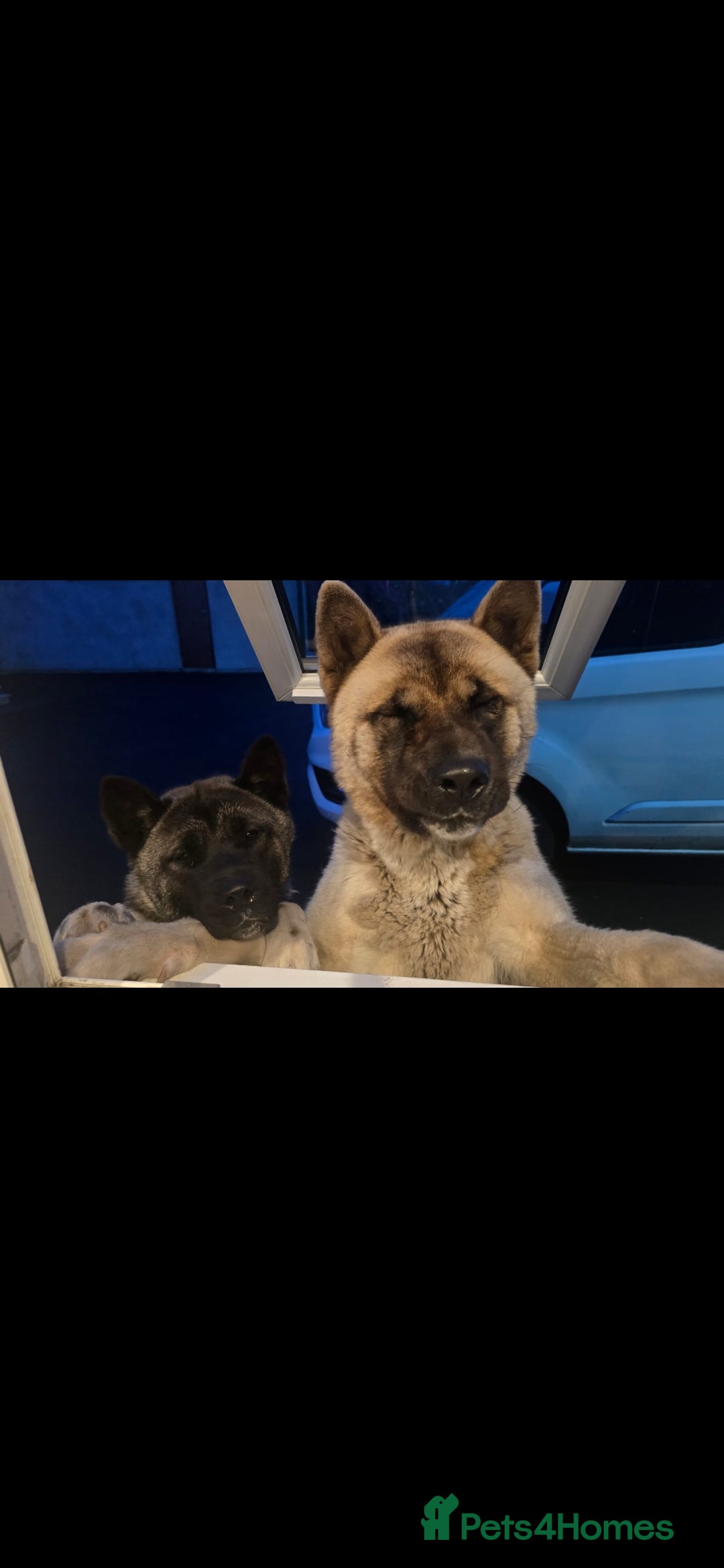 Akita dogs for sale: Gorgeous American Akita Pups for Sale - Advert 28