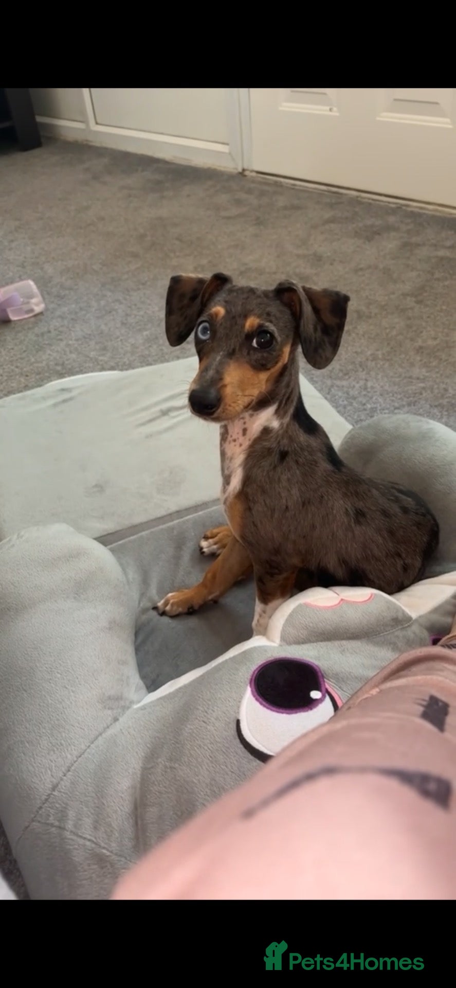 Jackshund dogs Dapple dachshund x jack Russel  - Advert 2