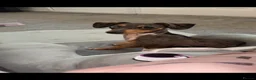 Jackshund dogs for sale: Dapple dachshund x jack Russel  - Advert 1