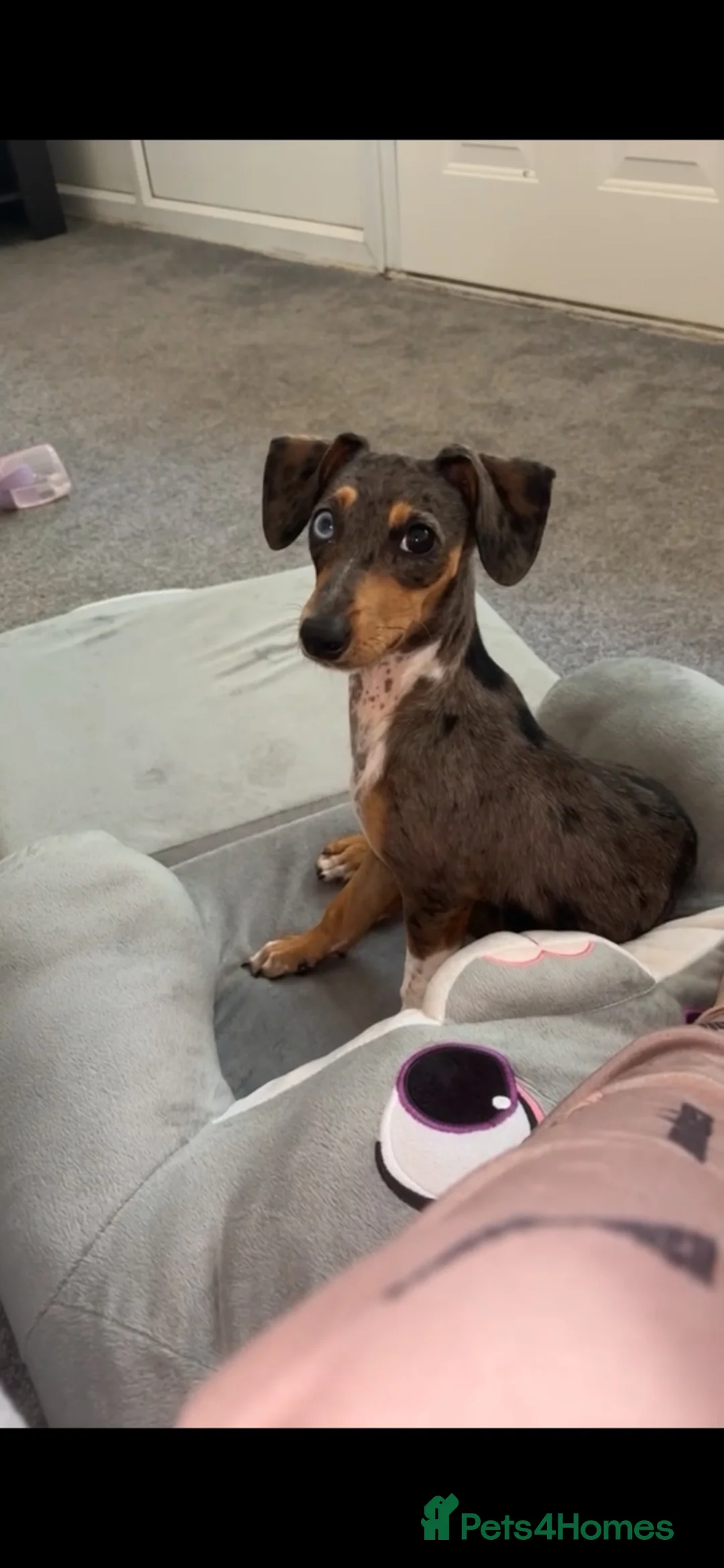 Jackshund dogs for sale: Dapple dachshund x jack Russel  - Advert 1
