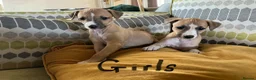 Whippet dogs for sale: Whippet x Italian greyhound puppies 75%:25% - Advert 4