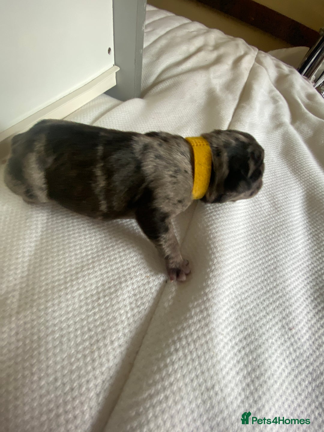 French Bulldog dogs for sale: Chocolate Isabelle Merle black white brindle mum  - Image 8