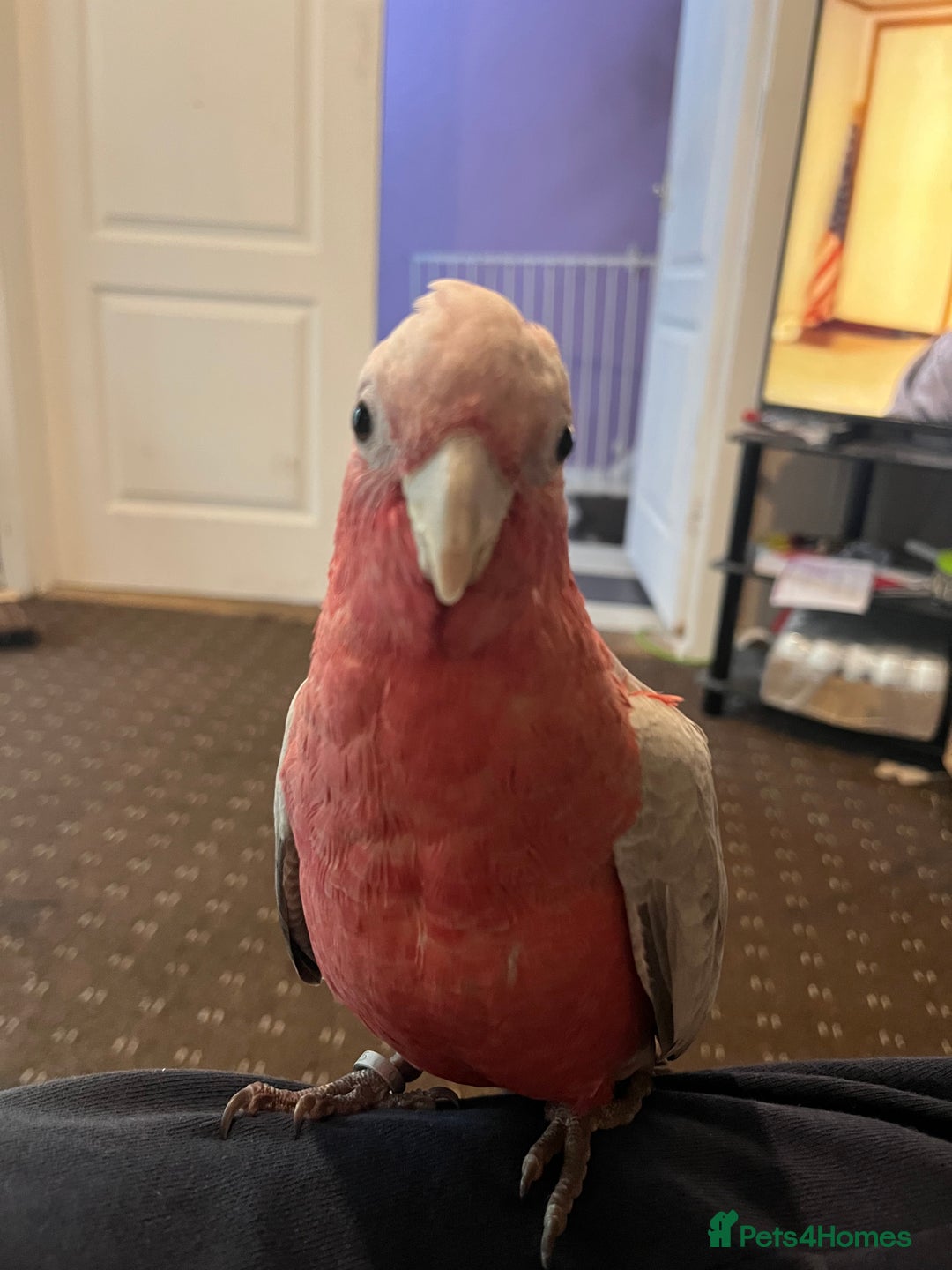 Parakeets birds for sale: Galah cockatoo  - Advert 16