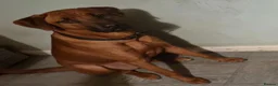 Rhodesian Ridgeback dogs for sale: KC Registered, only 2 left. - Advert 20