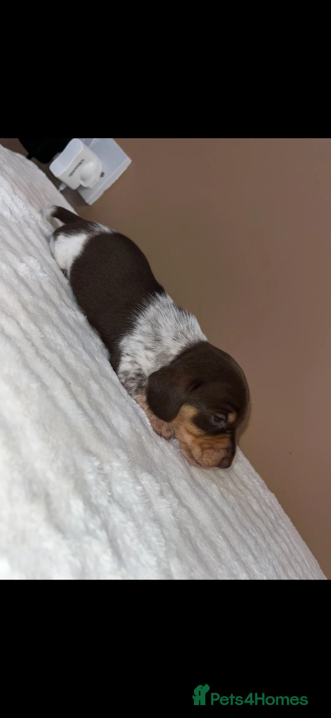 Dachshund dogs for sale: Miniature Dachshund  - Advert 17