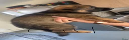German Shepherd dogs for sale: 3 German Shepherd Puppies  in Doncaster - Advert 11