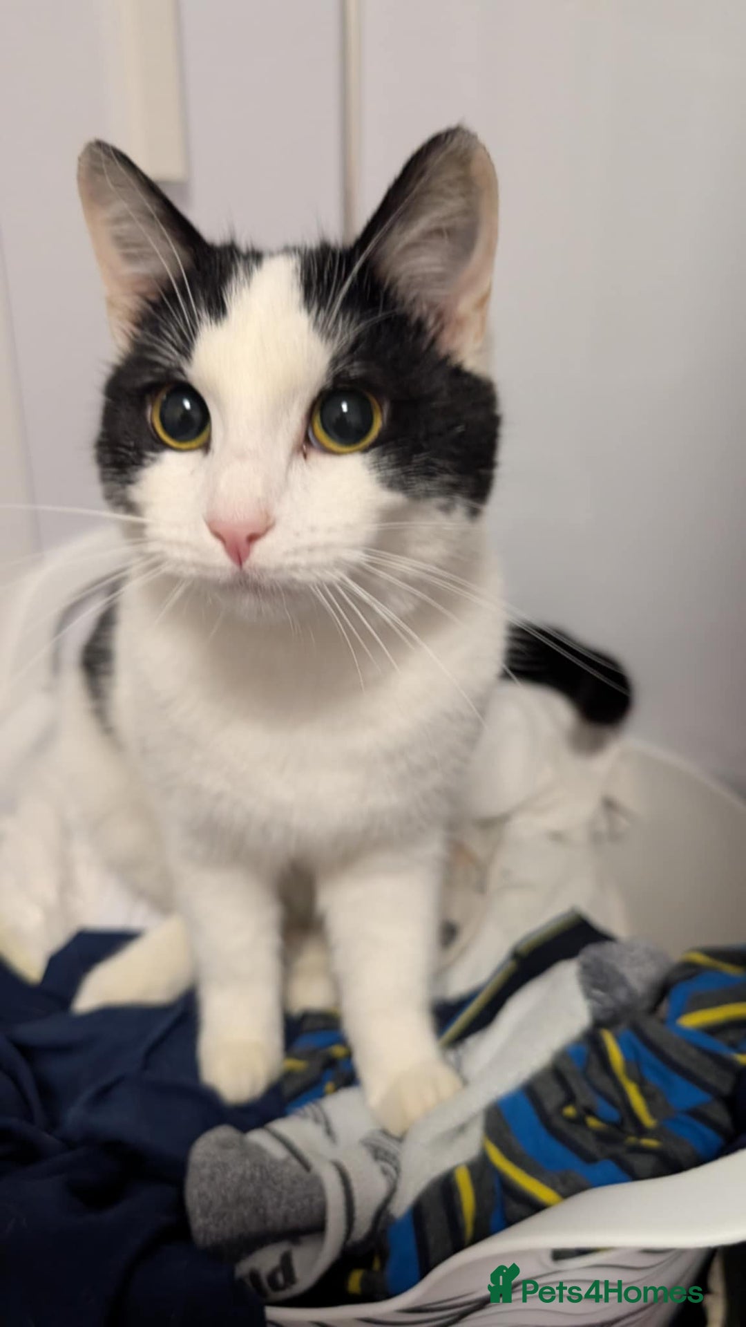 Mixed Breed cats for sale: Beautiful kittens for sale - Advert 5