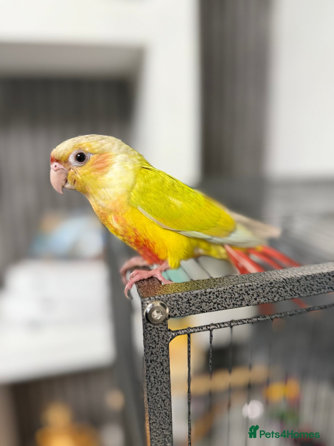 Conures birds for sale: Hand reared Suncheek conure + cage & accessories  - Image 1