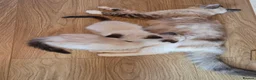 Ragdoll cats for sale: GCCF Ragdoll Kittens - Ready Now (Pet or Active) - Advert 6