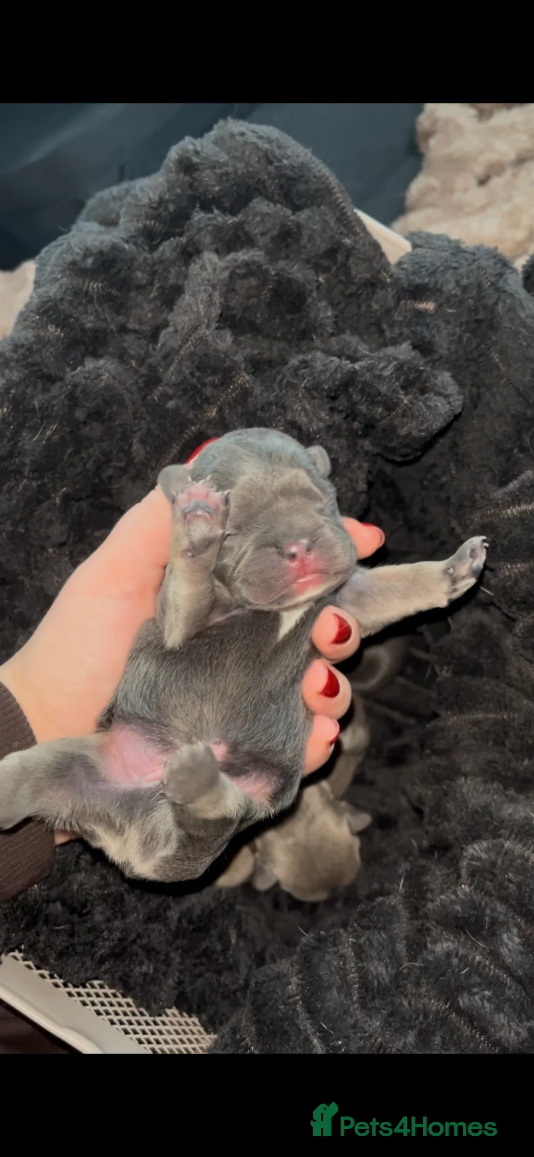 French Bulldog dogs for sale: RESERVED*French Bulldog Puppies - 2 girls / 2 boys - Advert 16