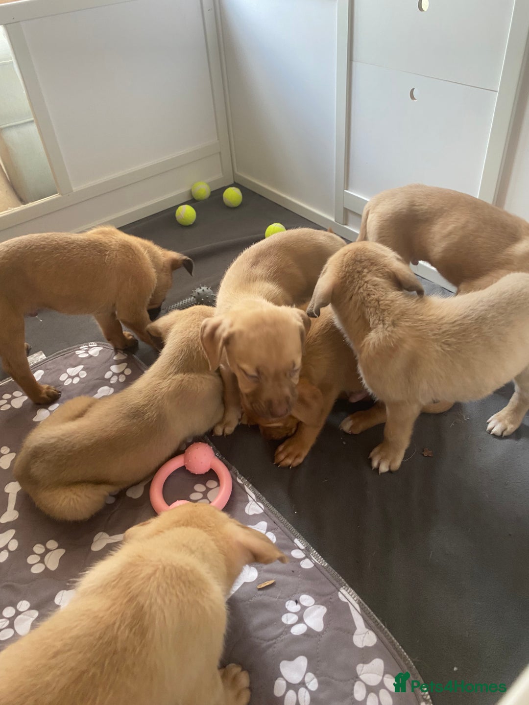 Mixed Breed dogs for sale: Puppies  - Image 4