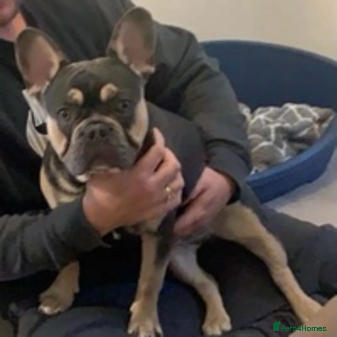 French Bulldog dogs for stud: Bruce blue and tan french bulldog in Sheffield - Advert 2