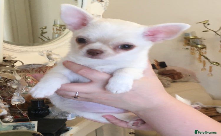 Chihuahua dogs - Advert 4