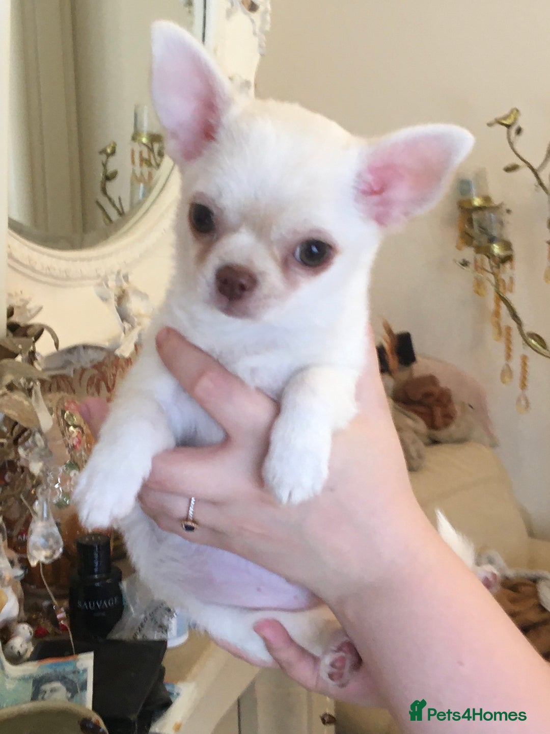Chihuahua dogs for sale: Two stunning white chihuahuas - Image 1
