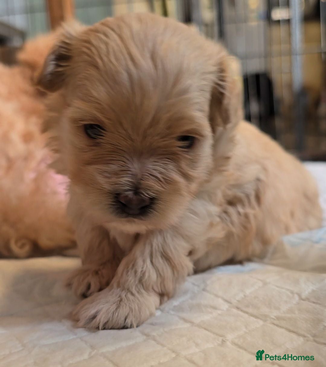 Maltipoo dogs Super sweet F1 female maltipoo 5⭐️Council licensed - Advert 3