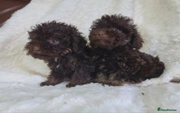 Cavapoo dogs for sale: *VIDEOS* F1b Cavapoos. Chocolate & Tan. DNA tested - Image 6