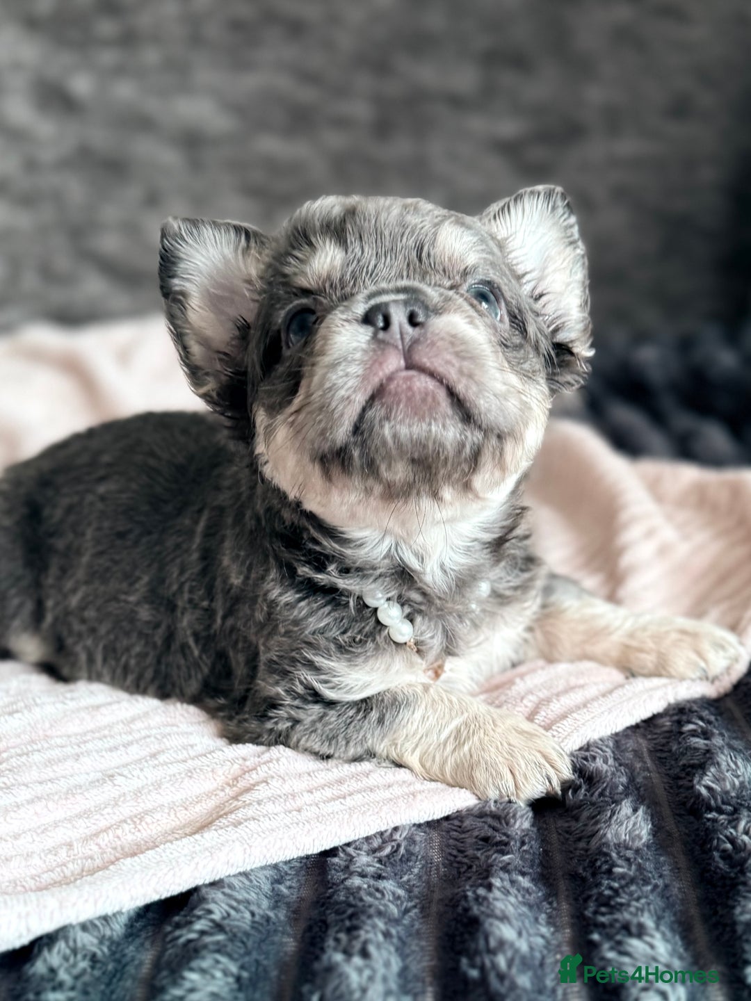 French Bulldog dogs for sale: FLUFFY FRENCH BULLDOGS  - Image 12
