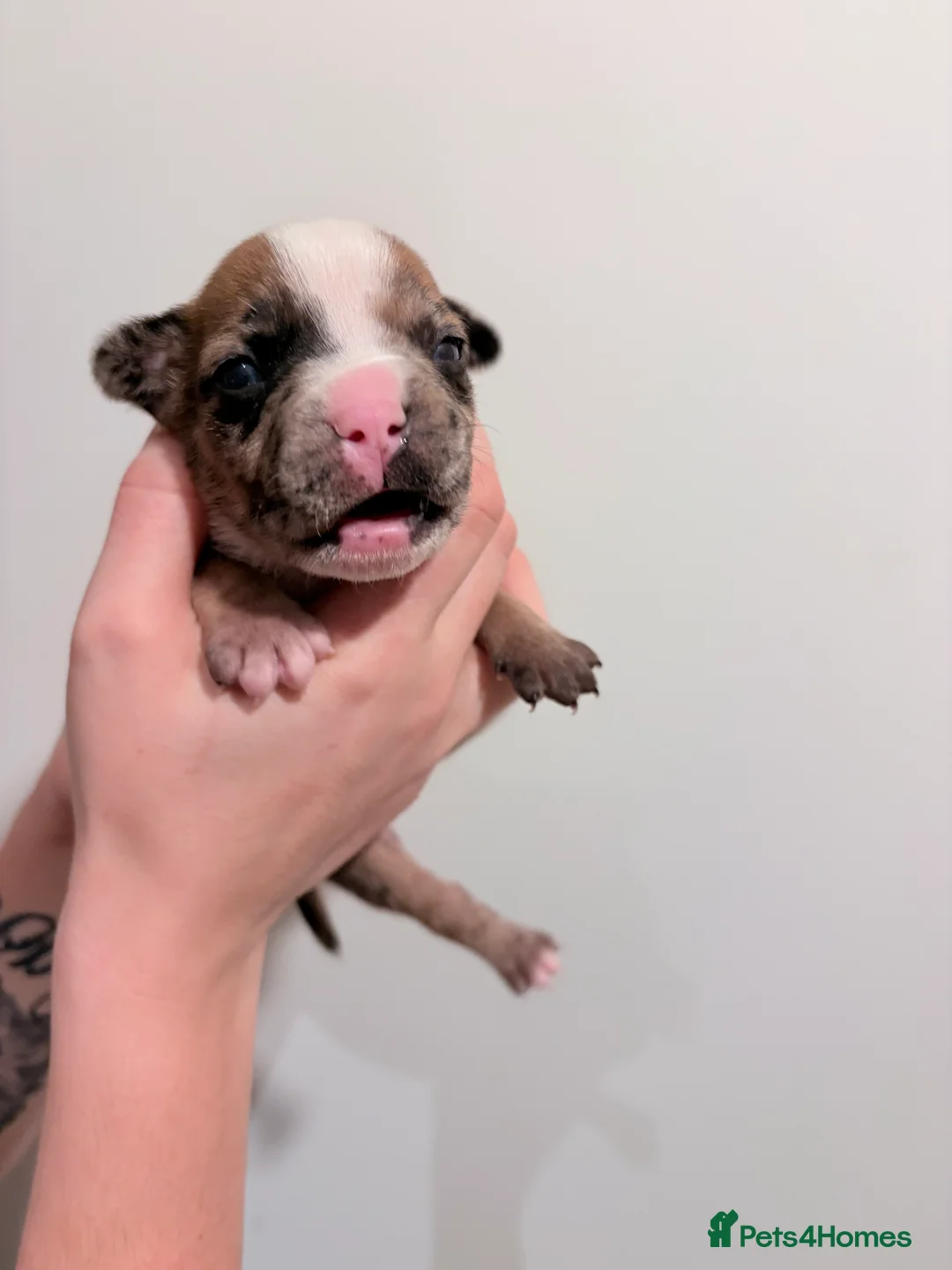 Mixed Breed dogs for sale: 7 gorgeous rare French American Bulldogs - Advert 12