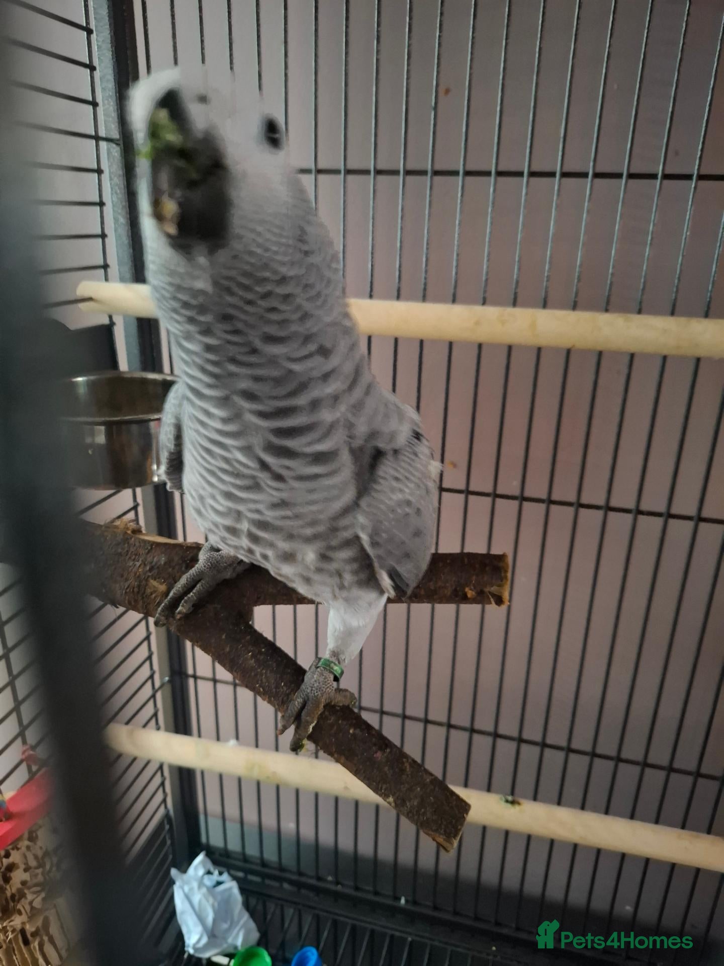 Parrots birds Young african grey parrot needs loving new home - Advert 6